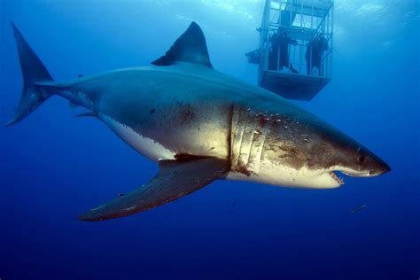 Deep Blue Might Be The Worlds Largest Great White Shark