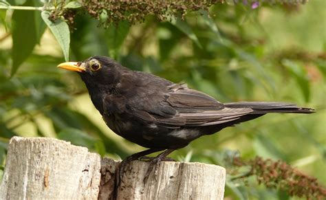 Male Blackbird Still Striving To Feed Their New Families Feathers