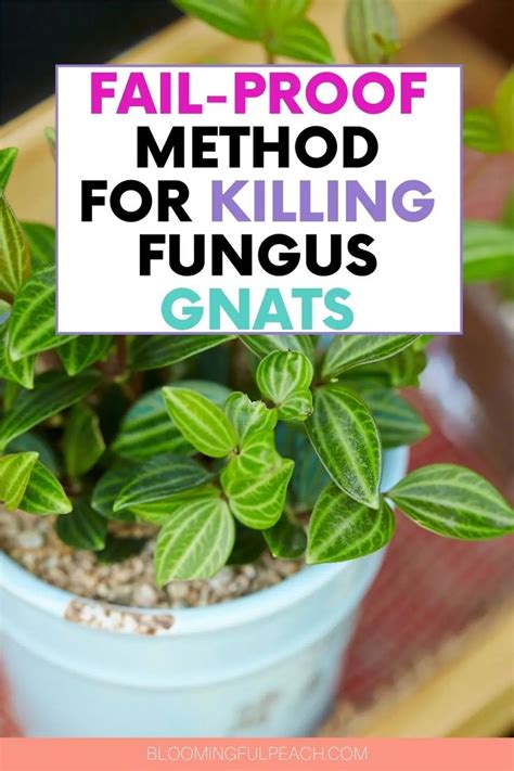 How Do You Get Rid Of Fungus Gnats In Potting Soil This