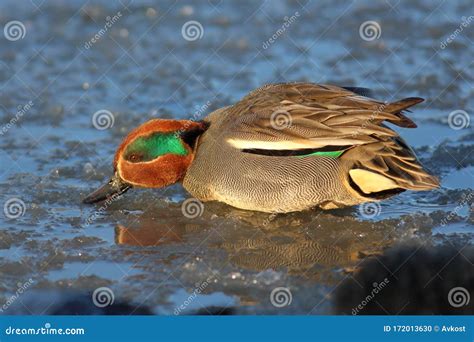 Duck Eurasian Teal Or Common Teal Anas Crecca Male Teal Drinks Some