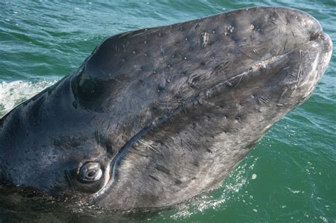 It is a mysticete, or baleen whale, meaning it has a series of fringed overlapping then using the tongue to scrape the amphipods of the baleen similar to how you might use your tongue to remove peanut butter from your teeth, the whale. Gray Whale Facts, Size, Habitat, Behavior, Diet, Pictures