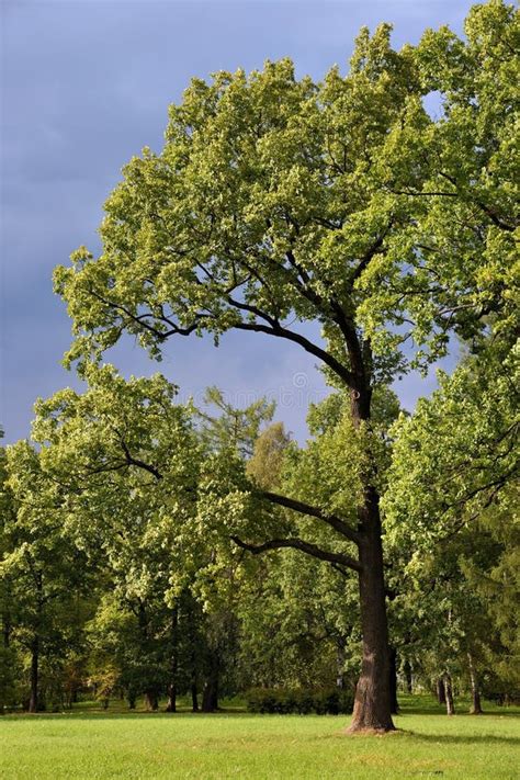 Big Oak Tree At Summer Season At Sunny Day Stock Image Image Of