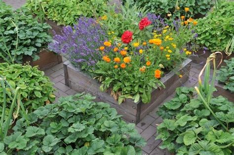 What To Plant In The Kitchen Garden In March Merryhatton Garden Centre