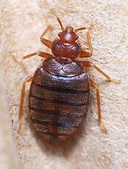 They often bite humans during the night or early morning when people are asleep. More Info on Bed Bugs | Economy Exterminators