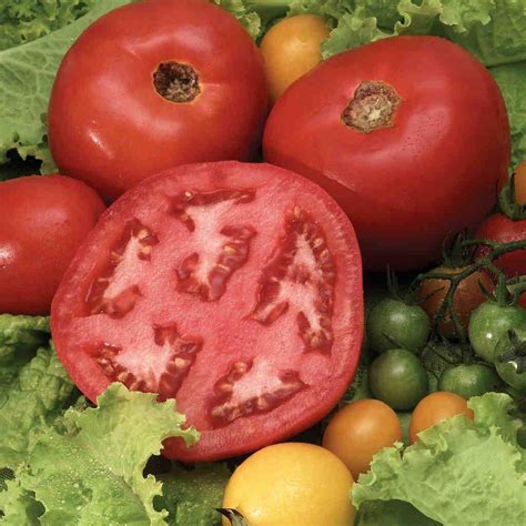 Tomato Beefsteak Bush Mckenzie Seeds In 2020 Organic Tomatoes
