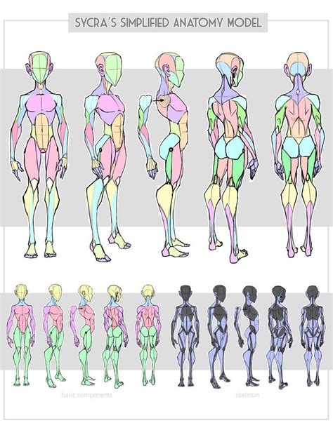 sycra s simplified anatomy model by sycra on deviantart dibujo anatomia humana anatomía del