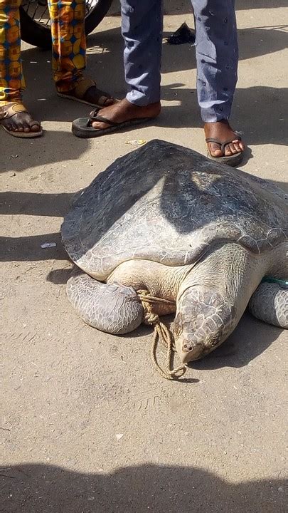Wawu This Should Be The Biggest Turtle Youve Ever Seen Photos