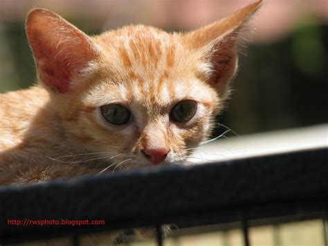 Download Orange Kitten - RWS Photo Blog - Splendour pictures of Borneo