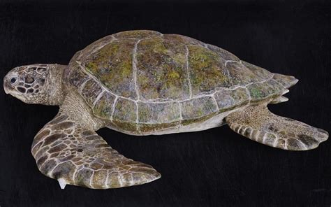 Realistic Turtle High Res 3d Model Cgtrader