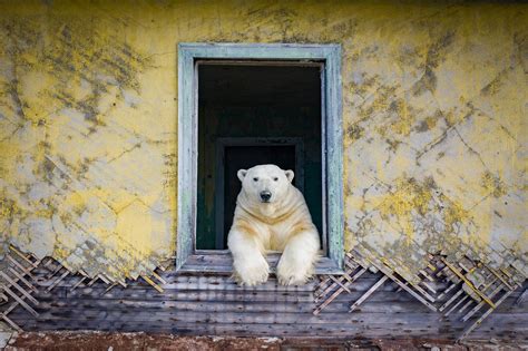 Beautiful Photos Show Polar Bears Living In Decaying Homes On Abandoned