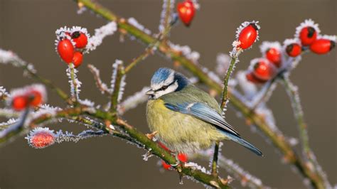 Fondos De Pantalla Animales Naturaleza Rama Fauna Silvestre Flor