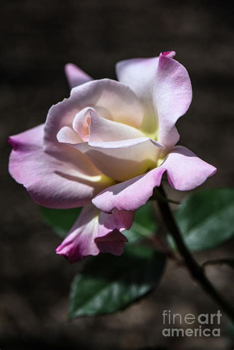 rose pristine rose photograph by judy wolinsky pixels