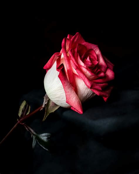 350 Red Rose Images Hq Download Free Pictures On Unsplash