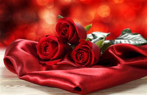Fonds Decran Roses Rouge Fleurs Télécharger Photo