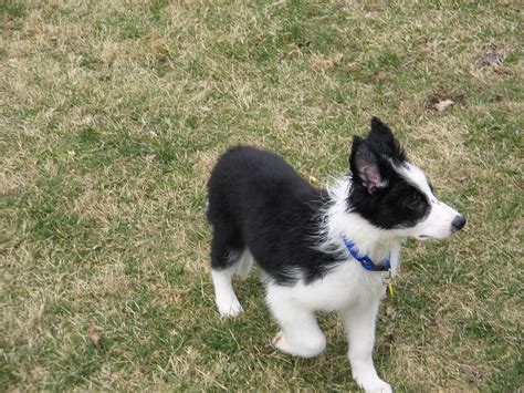 Border Collie Information Dog Breeds At Thepetowners