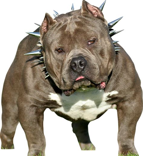 The american bully is a happy, outgoing, stable and confident dog. American Bully (PSD) | Official PSDs