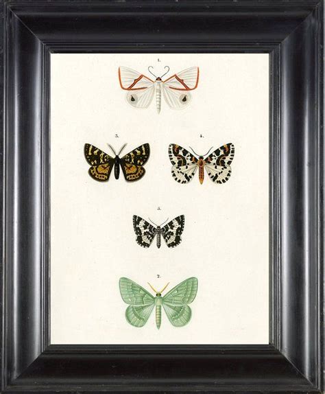 Butterfly Print Dorbigny 8x10 Botanical Art Print 1 Beautiful Antique
