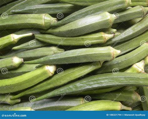 Green Color Okra Stock Photo Image Of Bhindi Freshness 188321794