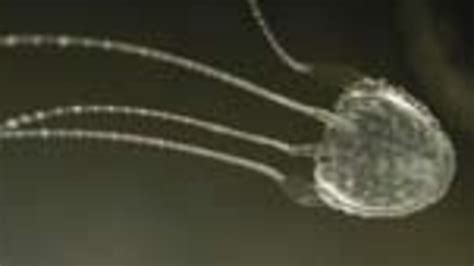 Irukandji Jellyfish Stings On Rise Prompt Fears For Southeast