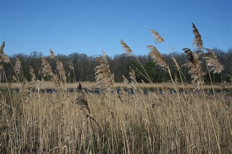 Reeds In The Marshlands Reeds Sky Marshlands Field Hd Wallpaper