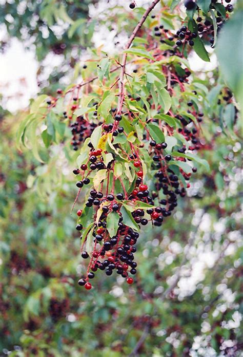 Black Cherry Prunus Serotina In Richmond Fairfax Loudoun Prince