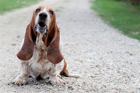 Advice from breed experts to make a safe choice. Basset Hound Puppies For Sale Houston TX Texas | PETSIDI