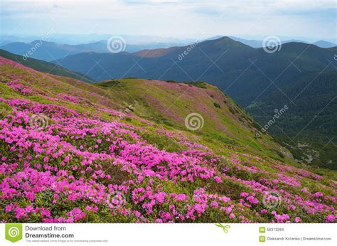 Mountain Landscape With Rhododendron Flowers Stock Photo