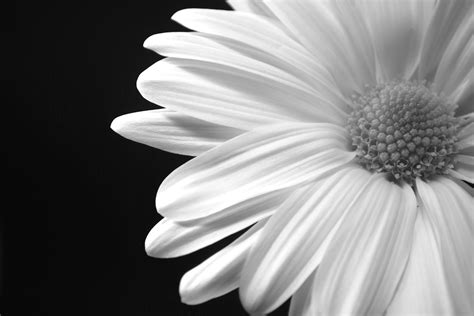 Black And White Daisy Wallpaper Wallpapersafari