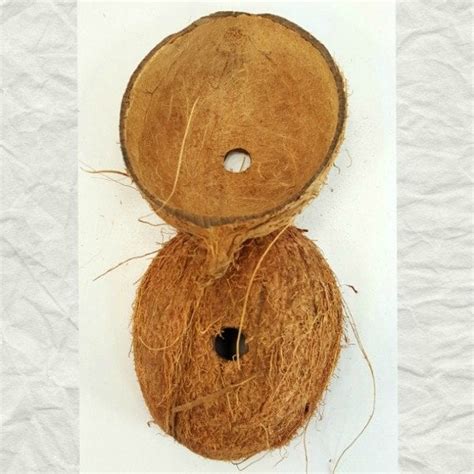 Coconut Shell Halves With Hole For Bird Toy Parts Hairy 2 Pc Windy City Parrot