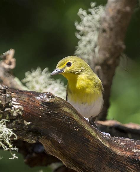 Pictures And Information On Yellow Throated Vireo