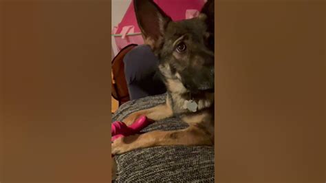 Obsessed German Shepherd Playing Germanshepherd Dog Pets Youtube