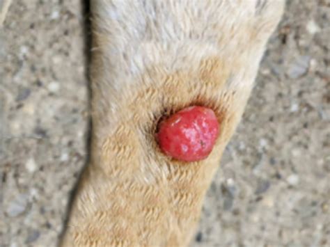 9 Common Dog Lumps Tumors Cysts And Warts With Pictures