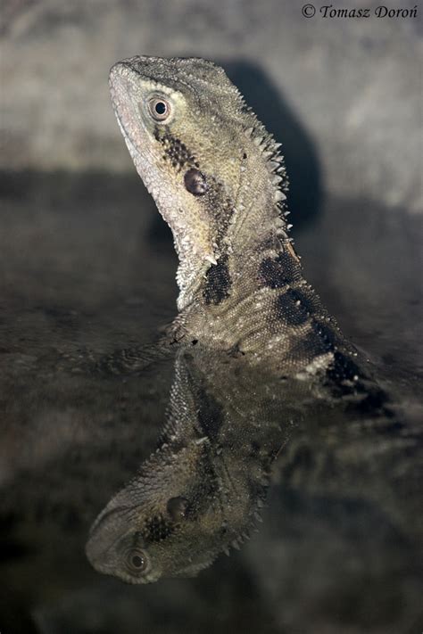 Australian Water Dragon Physignathus Lesueurii Zoochat