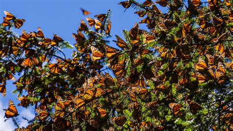 Mexico Says Monarch Butterflies Survive Severe Cold Snap