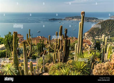 Jardin Exotique, Cacti, Eze Village, Eze, Provence-Alpes-Cote d’Azur