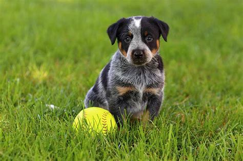 Australian Cattle Dog Breed Information Temperament And Health