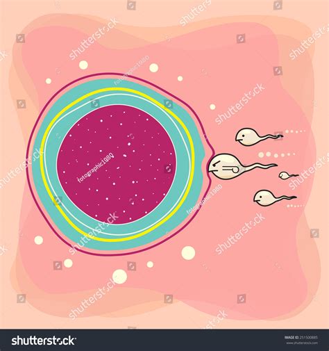 Sperm And Egg Cell Insemination Vector Illustration 251500885 Shutterstock