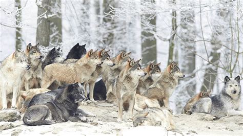 Wolf Pack In Winter Forest Image Id 248614 Image Abyss