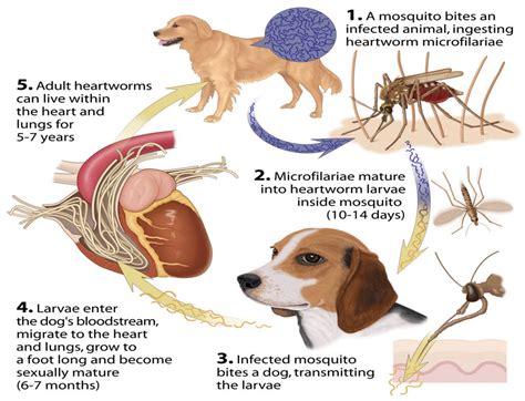 Dogs and cats can pick up tapeworm by eating a flea that has been infected. Lecture Notes in Medical Technology: Lecture #3: THE BLOOD ...