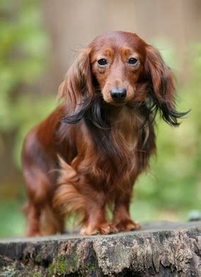 We specialize in breeding miniature long and smooth hair dachshunds. Rabbit Dachshund Long-haired Breed Information: History ...