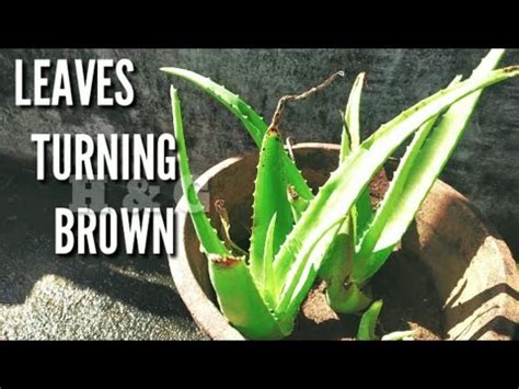 The leaves of the aloe vera often turn brown in the blazing sun. Aloe vera plant leaves turning brown - YouTube