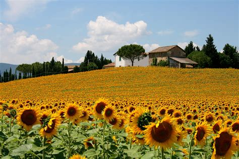 L'agriturismo fiore di campo è una struttura immersa nel verde delle colline marchigiane. Dove sono i campi di girasoli in Toscana • Vita Donna