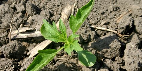 The most widespread ragweeds in the united states are the common ragweed. Managing Tough-to-control Giant Ragweed | Syngenta - Know ...