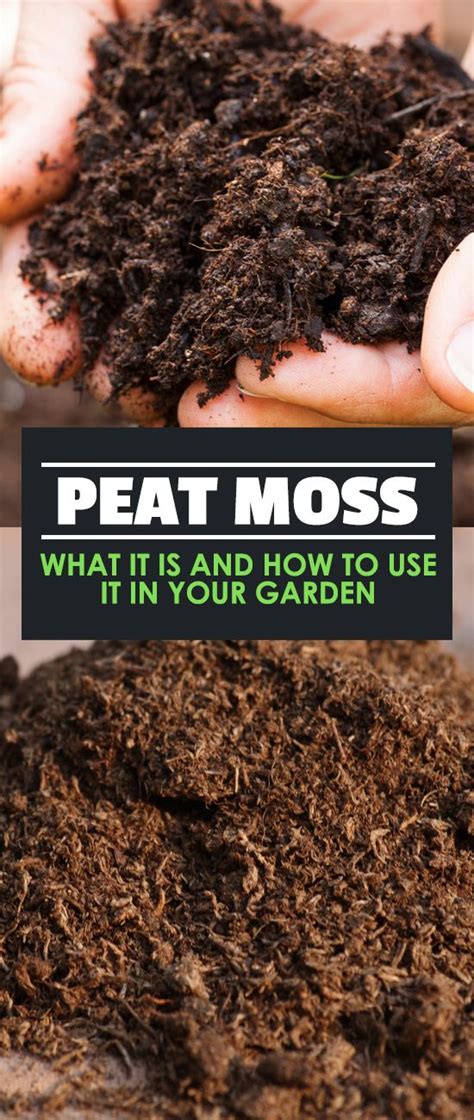 Peat Moss Our Guide On Using Sphagnum Peat In Your Garden Peat Moss