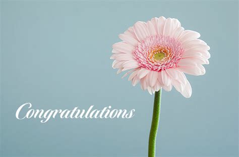 Congratulations Congratulations Flower