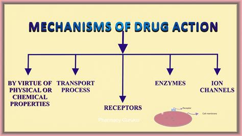 Mechanism Of Drug Action Pharmacodynamics Youtube