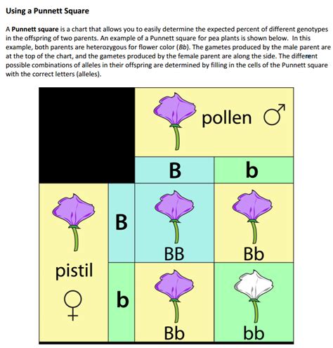 81 versions of the punnett square! Solved: Using A Punnett Square A Punnett Square Is A Chart ...