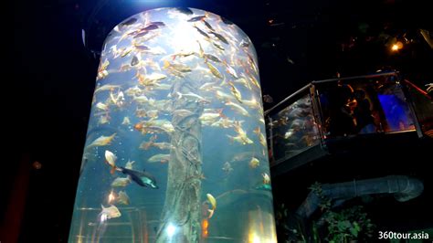 Aquaria Klcc Discover Learn Experience At State Of The Art Aquarium