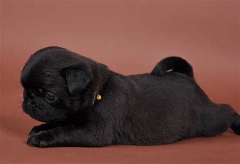 Cute Black Pug Puppy Black Pug Puppies Black Pug Pug Puppies