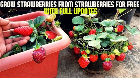 How To Grow Strawberries From Seed With Updates Youtube